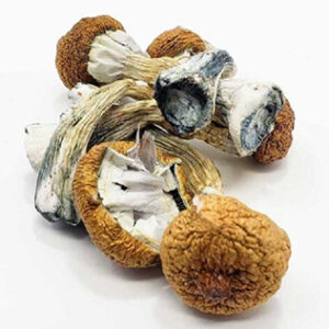 Blue Meanies Magic Mushrooms